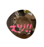 momotarou2（個別スタンプ：5）