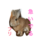 momotarou2（個別スタンプ：7）