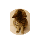 愛猫のおもちさんです（個別スタンプ：1）