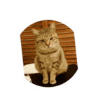愛猫のおもちさんです（個別スタンプ：2）
