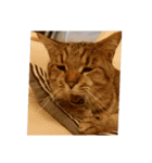 愛猫のおもちさんです（個別スタンプ：4）