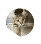 愛猫のおもちさんです（個別スタンプ：5）