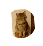 愛猫のおもちさんです（個別スタンプ：6）