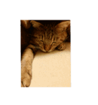 愛猫のおもちさんです（個別スタンプ：7）