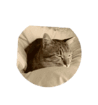 愛猫のおもちさんです（個別スタンプ：8）