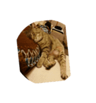 愛猫のおもちさんです（個別スタンプ：9）