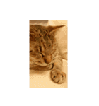 愛猫のおもちさんです（個別スタンプ：11）
