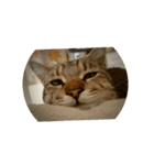 愛猫のおもちさんです（個別スタンプ：12）