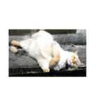 愛猫のおもちさんです（個別スタンプ：13）