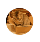 愛猫のおもちさんです（個別スタンプ：14）