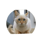 愛猫のおもちさんです（個別スタンプ：15）