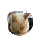 愛猫のおもちさんです（個別スタンプ：16）
