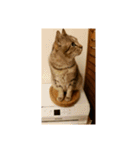 愛猫のおもちさんです（個別スタンプ：19）