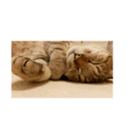 愛猫のおもちさんです（個別スタンプ：20）