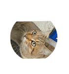 愛猫のおもちさんです（個別スタンプ：21）