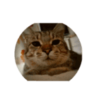 愛猫のおもちさんです（個別スタンプ：22）