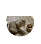 愛猫のおもちさんです（個別スタンプ：23）
