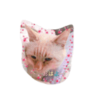 チビにゃんこ2＋α（個別スタンプ：1）