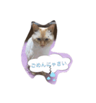 チビにゃんこ2＋α（個別スタンプ：6）