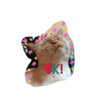 チビにゃんこ2＋α（個別スタンプ：10）