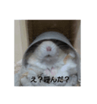 tikonnitizyou（個別スタンプ：3）