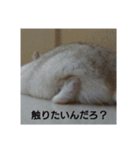 tikonnitizyou（個別スタンプ：5）