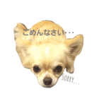 Como's stamps（個別スタンプ：8）