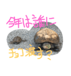 我が家のカメさんたち。バレンタイン編（個別スタンプ：1）