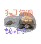 我が家のカメさんたち。バレンタイン編（個別スタンプ：2）