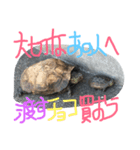 我が家のカメさんたち。バレンタイン編（個別スタンプ：3）