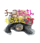 我が家のカメさんたち。バレンタイン編（個別スタンプ：8）