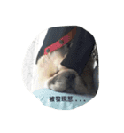 little dan（個別スタンプ：6）
