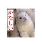 小憎らしいフェレ谷（個別スタンプ：1）