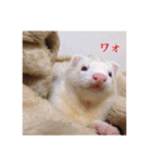 小憎らしいフェレ谷（個別スタンプ：2）