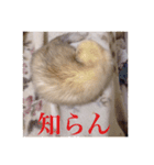 小憎らしいフェレ谷（個別スタンプ：4）