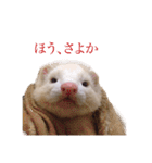 小憎らしいフェレ谷（個別スタンプ：5）