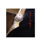 小憎らしいフェレ谷（個別スタンプ：9）