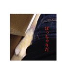 小憎らしいフェレ谷（個別スタンプ：10）