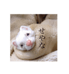 小憎らしいフェレ谷（個別スタンプ：13）