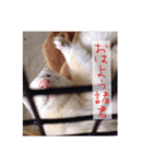 小憎らしいフェレ谷（個別スタンプ：14）