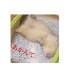 小憎らしいフェレ谷（個別スタンプ：16）