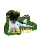 Black-White Dog（個別スタンプ：1）