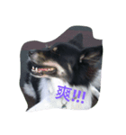 Black-White Dog（個別スタンプ：2）
