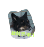 Black-White Dog（個別スタンプ：3）