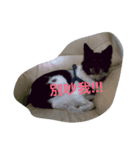 Black-White Dog（個別スタンプ：4）
