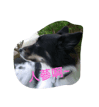 Black-White Dog（個別スタンプ：5）
