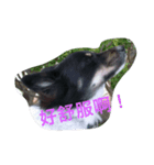 Black-White Dog（個別スタンプ：6）