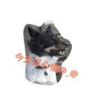 Black-White Dog（個別スタンプ：7）
