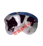 Black-White Dog（個別スタンプ：8）