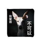 YABI YABI（個別スタンプ：6）